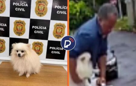 C&atilde;o da ra&ccedil;a Spitz Alem&atilde;o na Delegacia e homem furtando animal.
