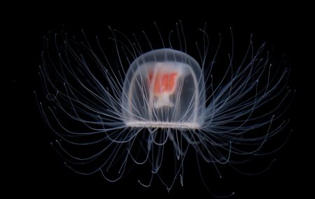 A &aacute;gua-viva imortal.