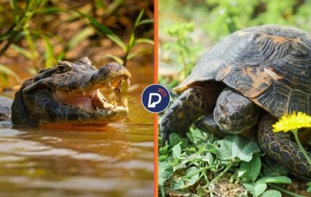 Jacar&eacute;s retornam aos p&acirc;ntanos dos EUA e ajudam a conter tartarugas. 