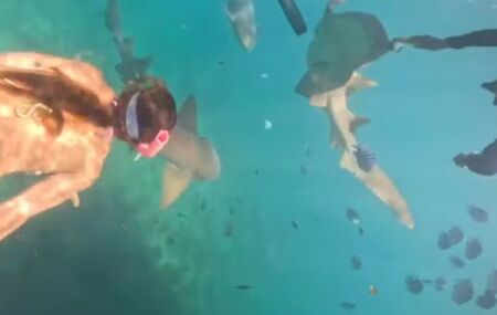 Mergulho de turista que foi mordida por tubar&atilde;o.