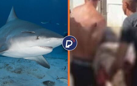 Ataque de tubar&atilde;o em Olinda: Cemit diz que incidente foi causado por animal da esp&eacute;cie cabe&ccedil;a-chata