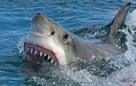 Ataque de tubar&atilde;o 