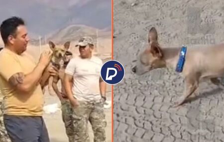 Imagens do cachorro que sobreviveu.