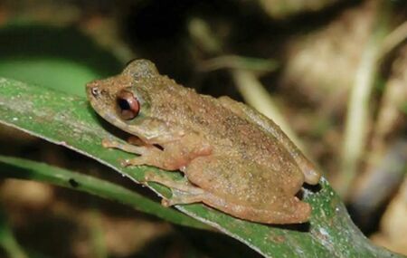 Pererequinha mineira: nova esp&eacute;cie min&uacute;scula mede at&eacute; 3,5 cm 