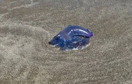 Caravelas-portuguesas podem estar presentes tanto na &aacute;gua quanto na faixa de areia.