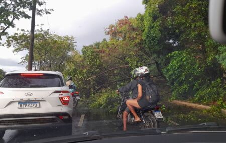 &Aacute;rvore que desabou na Via Mangue, no Recife, ap&oacute;s chuvas.