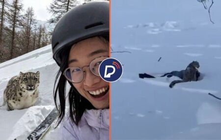 Selfie da turista com o Leopardo-das-neves.