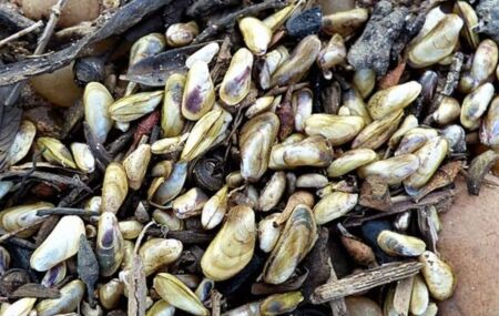 Mexilh&atilde;o dourado.