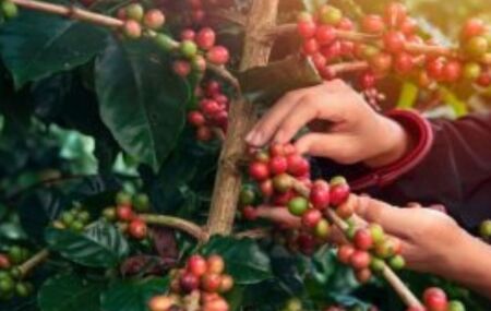 Safra de Caf&eacute;. 