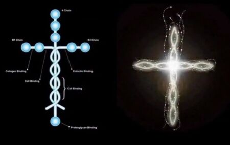 A laminina em Formato de Cruz 