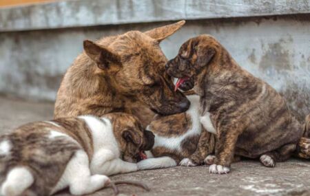 Guerra no Oriente M&eacute;dio leva donos a abandonar ou sacrificar animais de estima&ccedil;&atilde;o