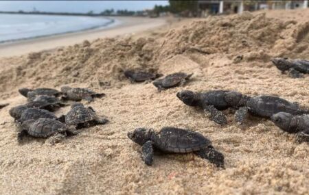 Filhotes de tartarugas de pente.