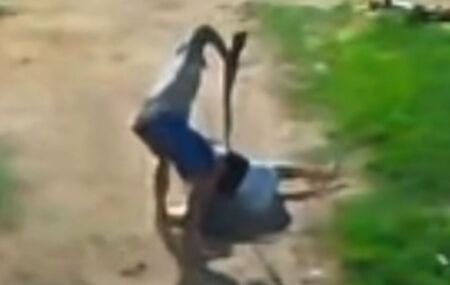 Momento em que home agride mulher &agrave; coronhadas com espingarda.