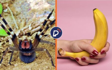 Veneno da aranha brasileira pode provocar ere&ccedil;&atilde;o de at&eacute; 4 horas