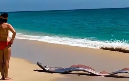 "Peixe do fim do mundo" &eacute; visto no M&eacute;xico 