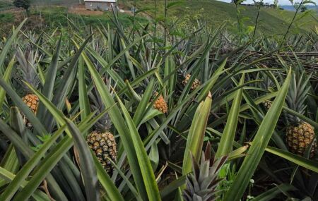 Abacaxi de Pombos em Pernambuco