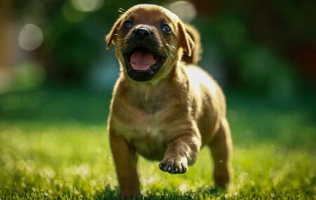 Adota PET Recife permite doa&ccedil;&atilde;o de filhotes por moradores.