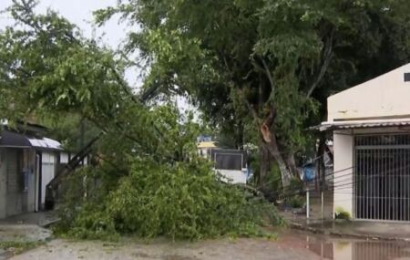 Queda de &aacute;rvore deixa moradores sem energia em Areias ap&oacute;s fortes chuvas no Recife