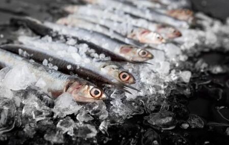 Anvisa determina recolhimento de sardinha congelada por contamina&ccedil;&atilde;o por Salmonella