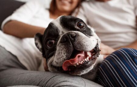 Senado aprova guarda compartilhada de pets ap&oacute;s separa&ccedil;&atilde;o de tutores 