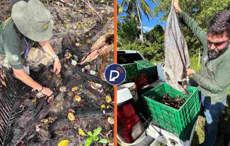 Uma a&ccedil;&atilde;o da CPRH soltou 364 caranguejos, nesta quinta-feira (23), em &aacute;rea de mangue preservada e protegida.