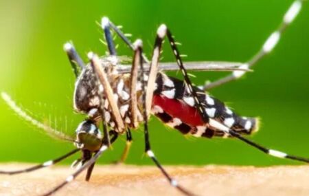 Boletim Epidemiol&oacute;gico de Arboviroses n&ordm; 15. 