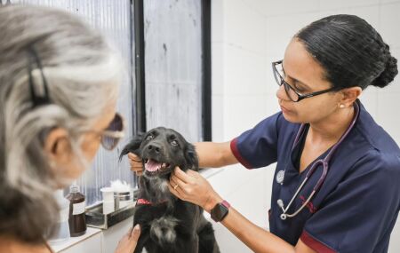Veterin&aacute;ria cuidando de Pets