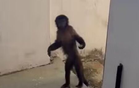 Macaco de estima&ccedil;&atilde;o que fugiu em Campinas. 