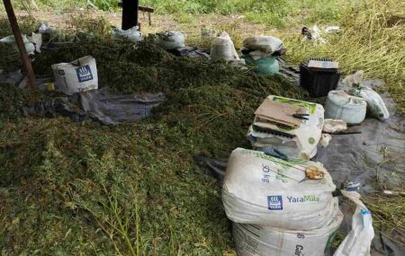 Maconha apreendida pela PF.