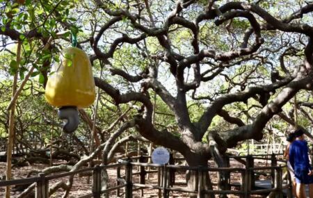 Maior cajueiro do mundo, na Grande Natal.