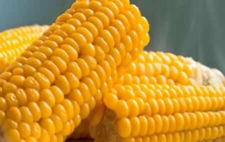 O milho &eacute; o principal ingrediente dos festejos juninos.