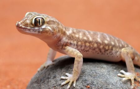 A lagartixa dom&eacute;stica aproveita a ilumina&ccedil;&atilde;o e as frestas das paredes para ca&ccedil;ar insetos e manter o equil&iacute;brio do ambiente residencial.