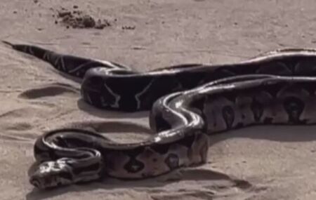 Uma serpente foi encontrada na areia da praia de Piedade. 