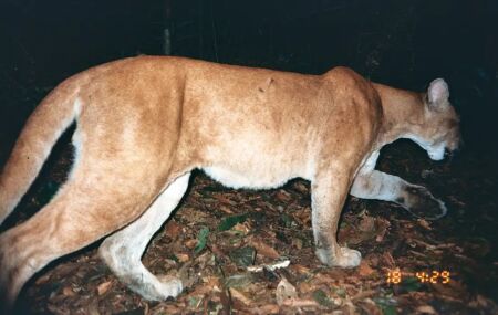 jaguarundi predando na Caatinga
