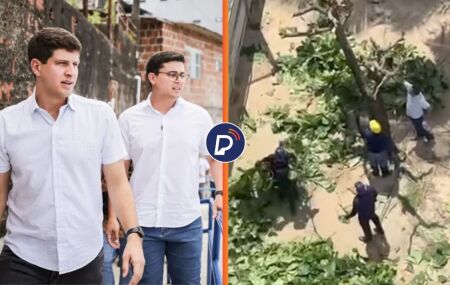 Prefeitura do Recife autoriza derrubada de 41 &aacute;rvores no parque Dona Lindu.