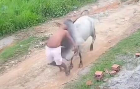 Pernambuco: homem &eacute; arremessado por touro que caminhava solto pela rua