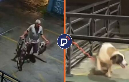 O abandono de animais &eacute; considerado crime no Brasil, conforme prev&ecirc; a Lei de Crimes Ambientais.