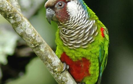 Periquito cara suja (Pyrrhura griseipectus)