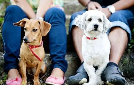 Justi&ccedil;a nega pedido de tutora para ex pagar pens&atilde;o aliment&iacute;cia para dois cachorros.