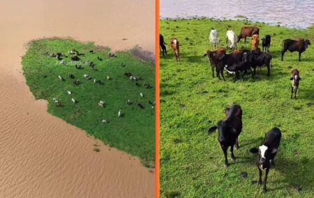 Rebanho de gado fica ilhado em Goiana (PE) ap&oacute;s rio transbordar com chuvas.