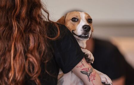 Cachorro no bra&ccedil;o de uma mulher.