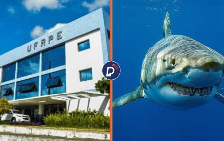UFRPE vai voltar a monitorar movimenta&ccedil;&atilde;o de tubar&otilde;es no litoral de Pernambuco