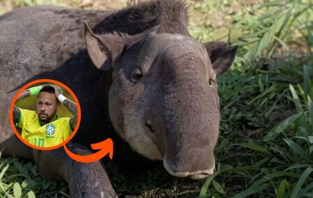 Morre anta Neymar; animal n&atilde;o resistiu aos ferimentos mesmo ap&oacute;s dias de tratamento intensivo