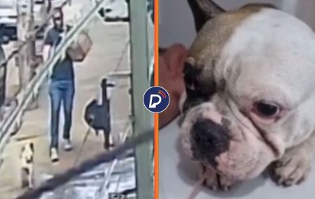 Sargento se descontrola, atira cinco vezes em buldogue ap&oacute;s latido e entra em briga com tutor