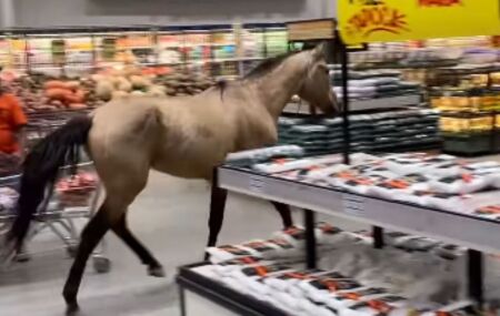 Cliente inesperado: cavalo invade supermercado no Recife e viraliza nas redes sociais