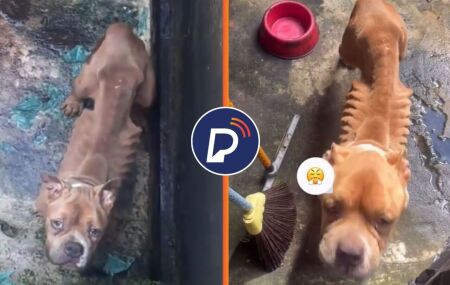 C&atilde;o desnutrido &eacute; resgatado