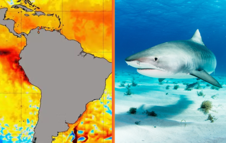 Fen&ocirc;meno El Ni&ntilde;o e o tubar&atilde;o Tigre.