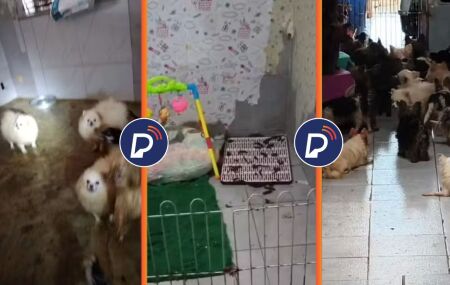 C&atilde;es em canil clandestino