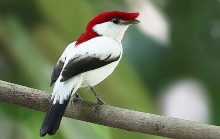 Soldadinho do Araripe 