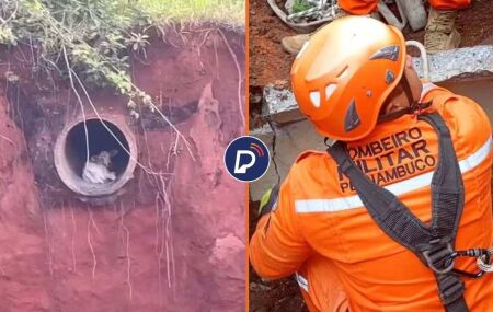 Bombeiros resgatam bezerra.